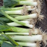 Bunch of leeks.