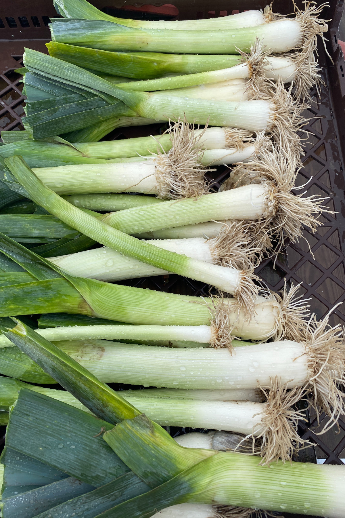 Bunch of leeks.