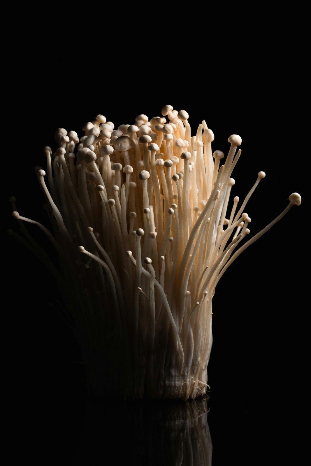 Close up of raw Enoki mushrooms with long spindly white stems, a perfect sprout substitute.